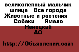 великолепный мальчик шпица - Все города Животные и растения » Собаки   . Ямало-Ненецкий АО